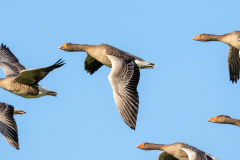 Geese in close formation   (-: