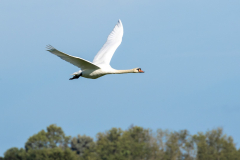 Swan in an unexpected fly-by during lunch break   (-: