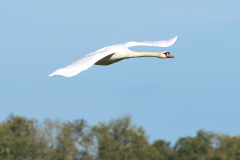 Swan in an unexpected fly-by during lunch break   (-: